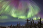 Northern Light (aurora borealis) 